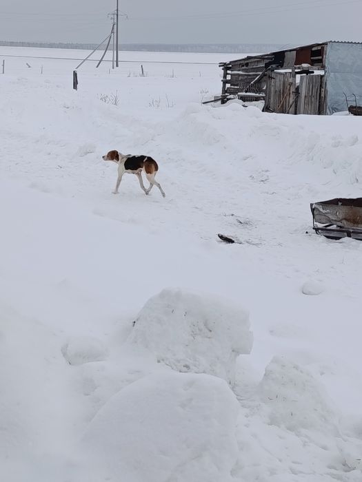 Продам щенков русская пегая гончая.
