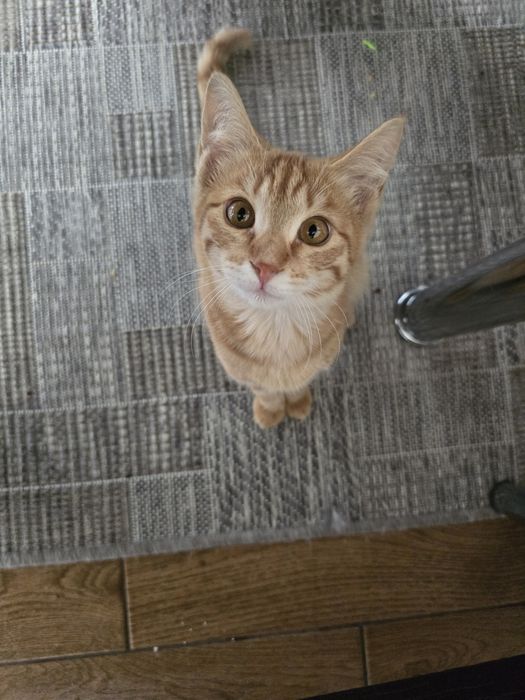 Отдам котёнка в хорошие руки
Мальчик, возраст 3–4 месяца. К лотку п