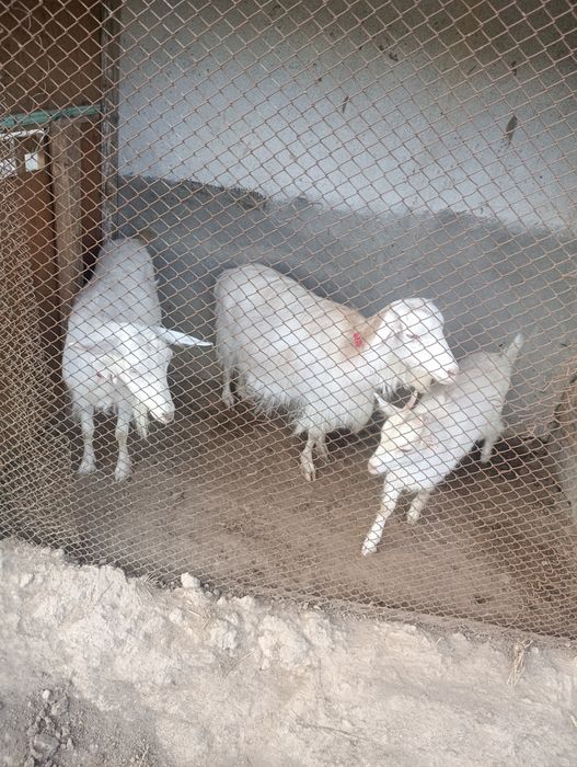 Ona bola echki lar sotiladi soni 3- ta . 2- litr suti bor.