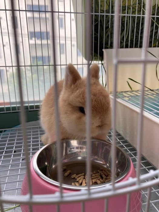 декоративный кролик