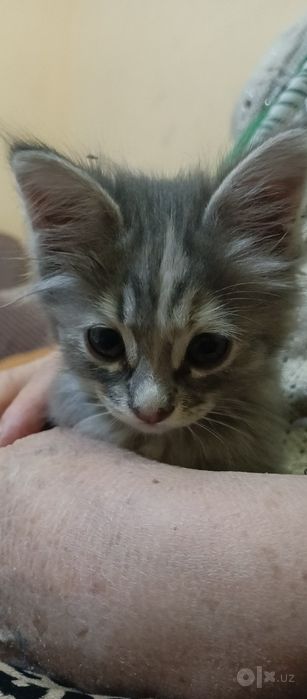 Кошка маленькая  красивая