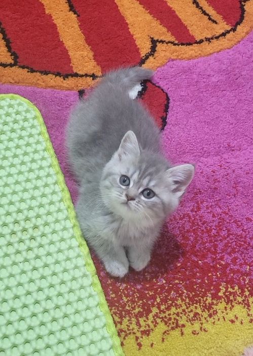 British shorthair tobby