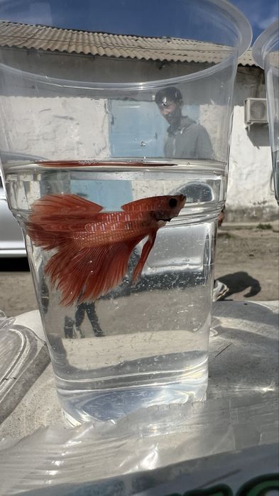 Петушок. Хит среди аквариумных рыб