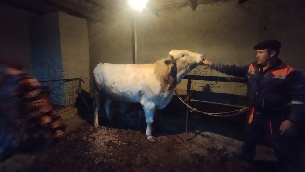 Yosh buqa sotiladi