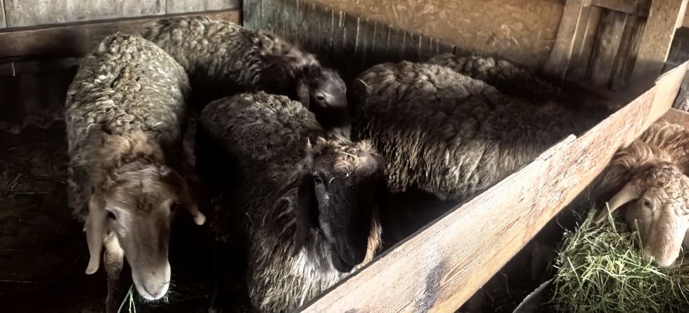 Семіз тоқты қошқарлар