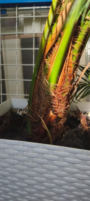 Финиковая пальма 250тыс