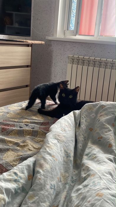 Кошка в поисках дома