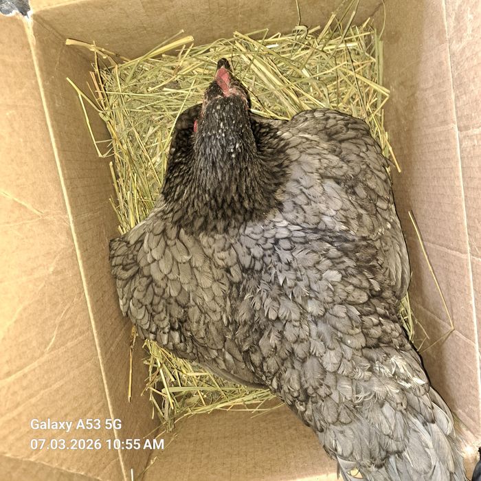 Продам Курицу квочку