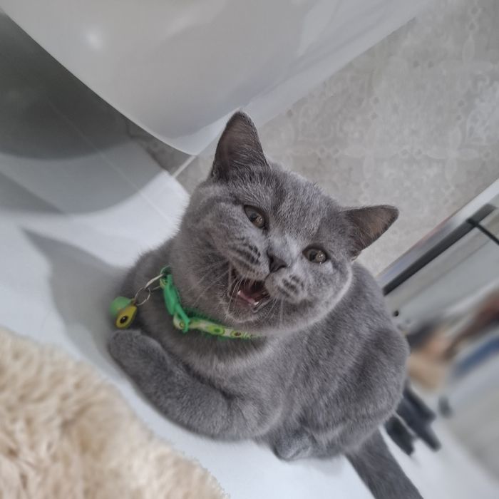 Британская короткошерст котенок