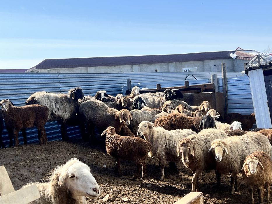 Овцы Едильбаи Гиссары