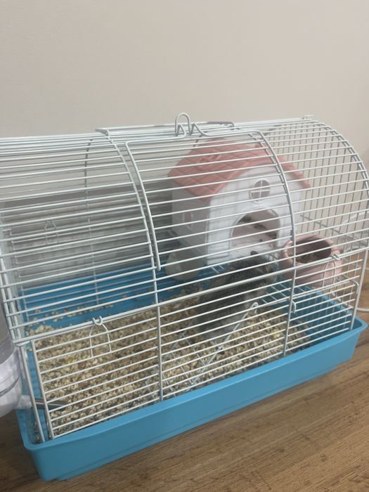 Хомяк джунгарский