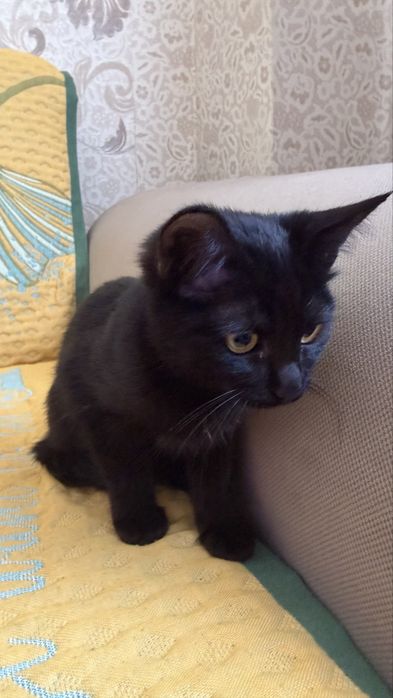 Отдам красивого котенка