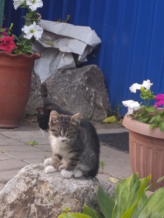 Отдам котят  2 месяца