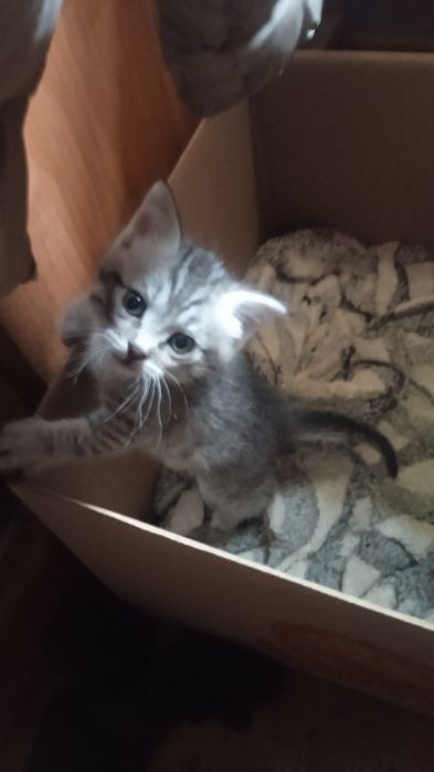 Котята крысоловы