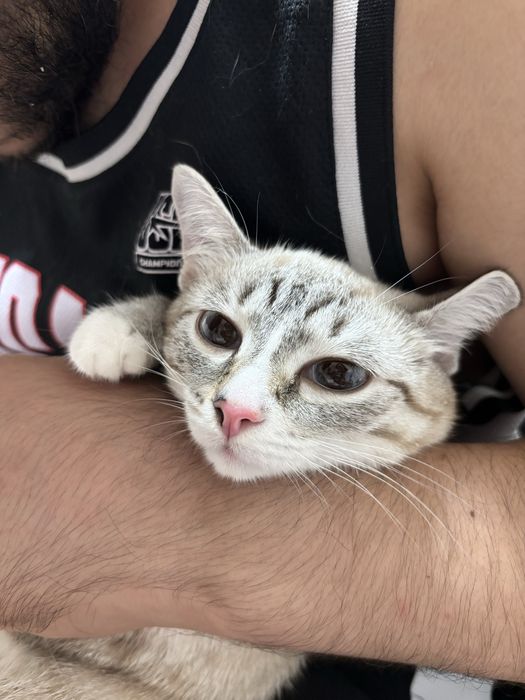 Отдадим красотку кошку
