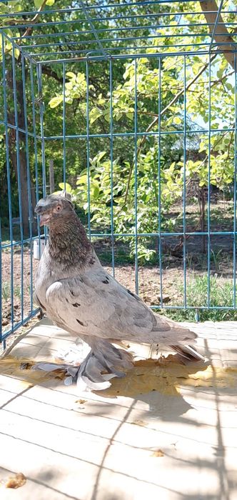 Голуби игровых кровей