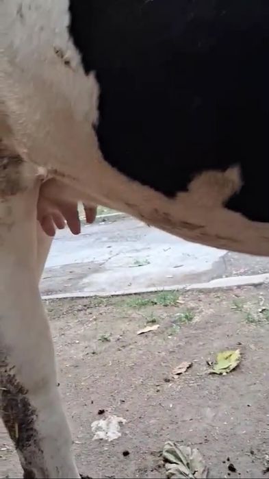 Продавам бременна юница