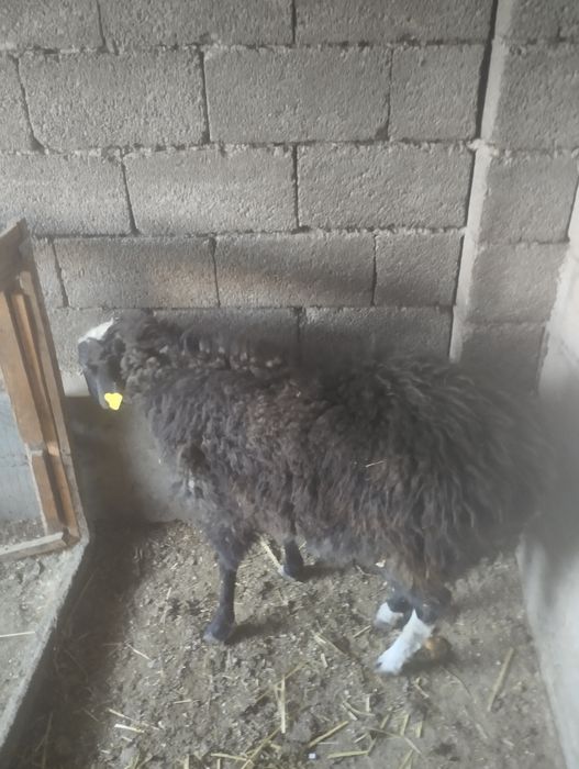 Қошқар семіз бидай,нан мен бордағыланған