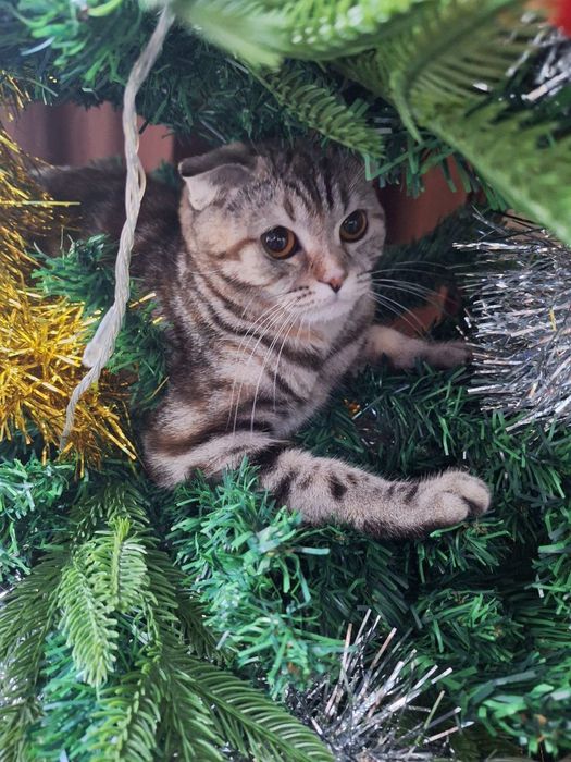 Пародистая домашняя кошка