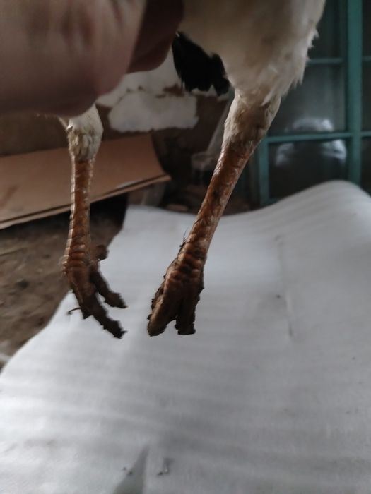 Продам даканку хорошую