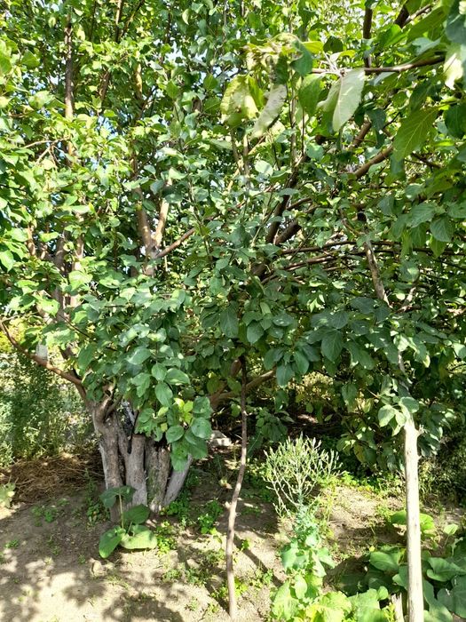 Срочно! Продам дачу! Район Бобровка