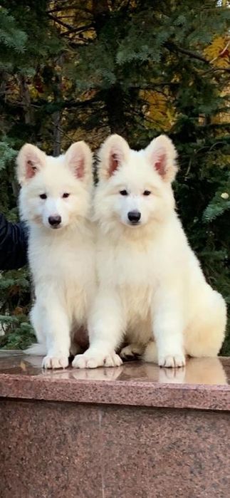 Белые Швейцарские Овчарки