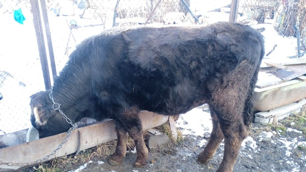 Продается бычок.