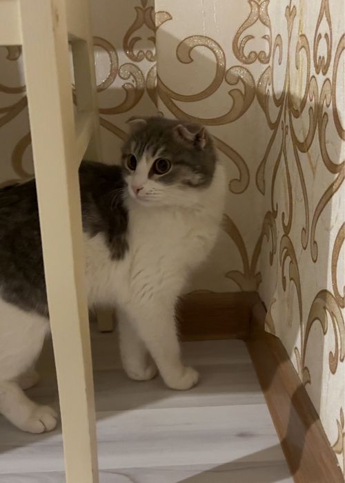 Ищем кота для вязки