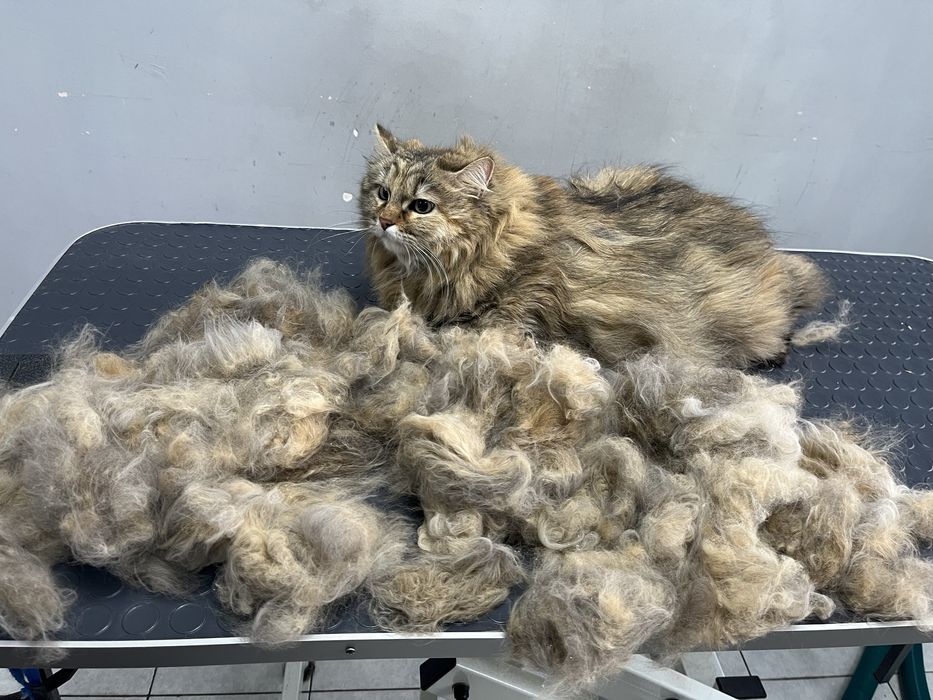 Стрижка кошка собака линька