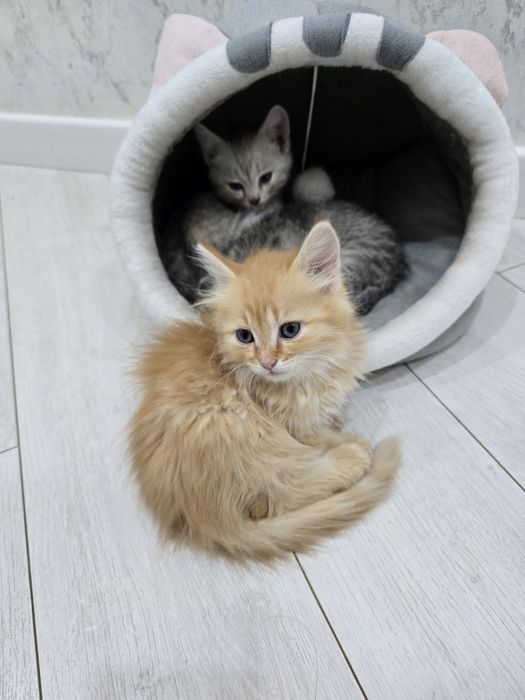Отдам котят в хорошие руки!