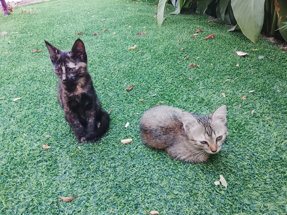 Отдам котят в добрые руки