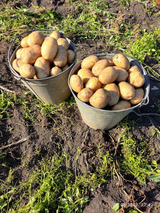 Картофель  домашний.