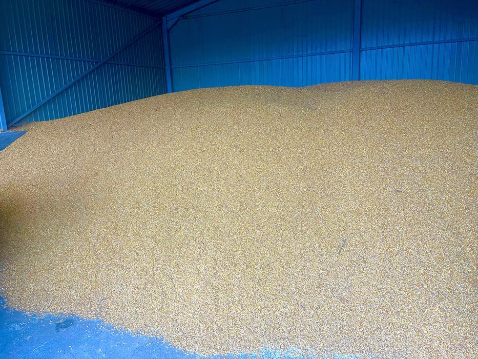 Porumb boabe, orice cantitate.   0,85 lei