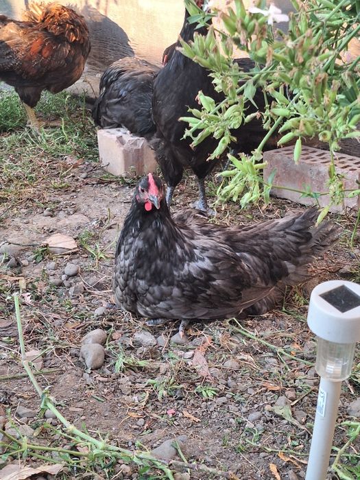 Puicute si cocosi Australorp