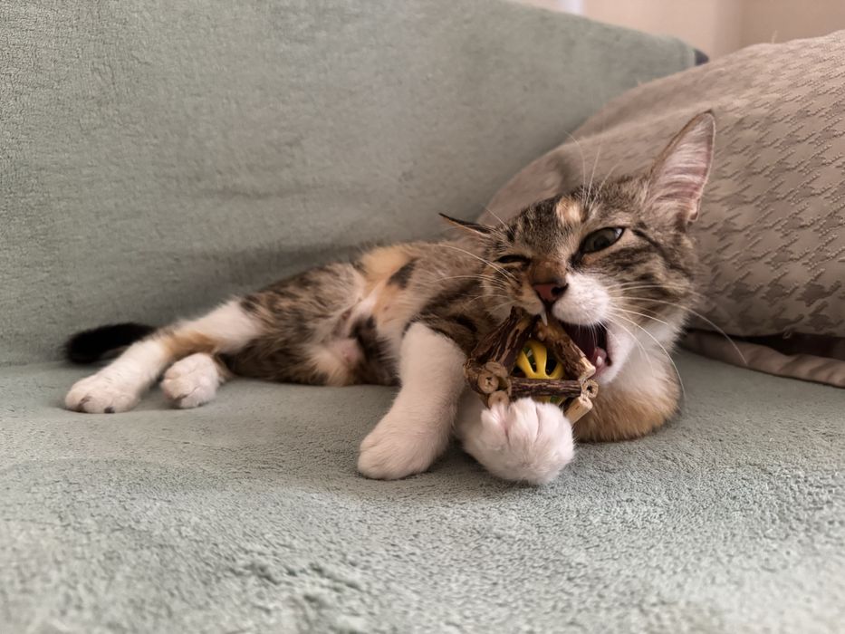 Кошечка ищет дом
