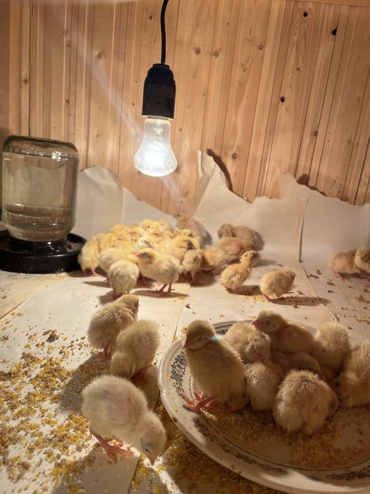 Перепелки Белый гигант Техас. Пятидневные. Звоните в любое время.