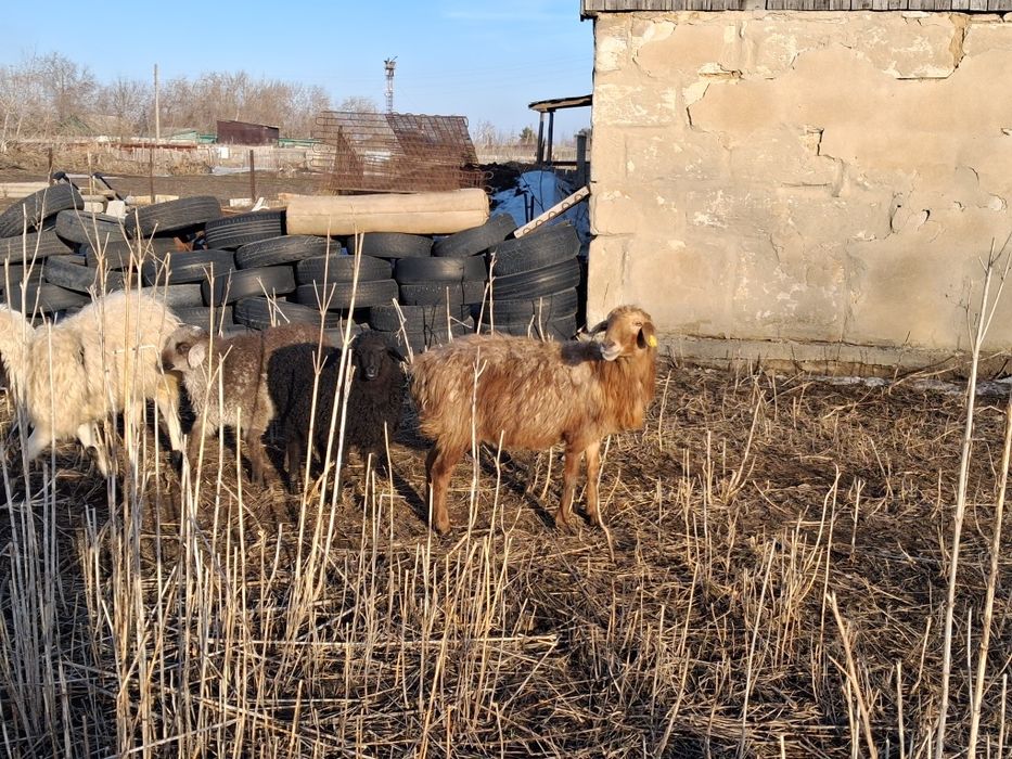 Продам барана с ягнёнкам