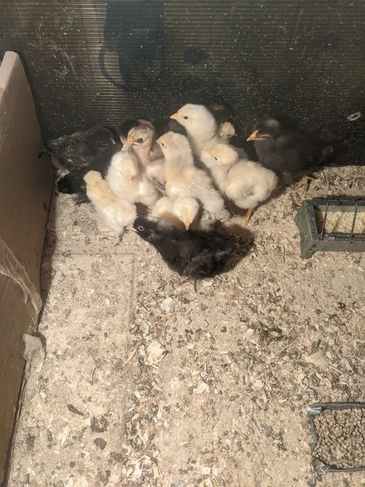 Pui de țară sănătoși