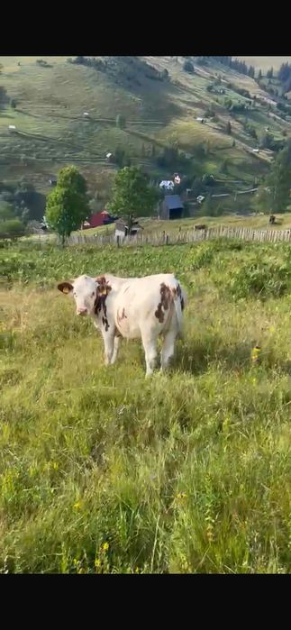 Vițica de 7 luni de vanzare