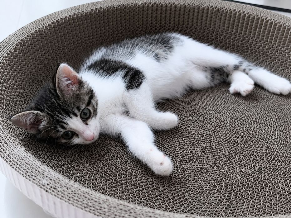 Отдаём котенка бесплатно