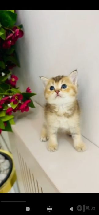 Золотой шиншилла