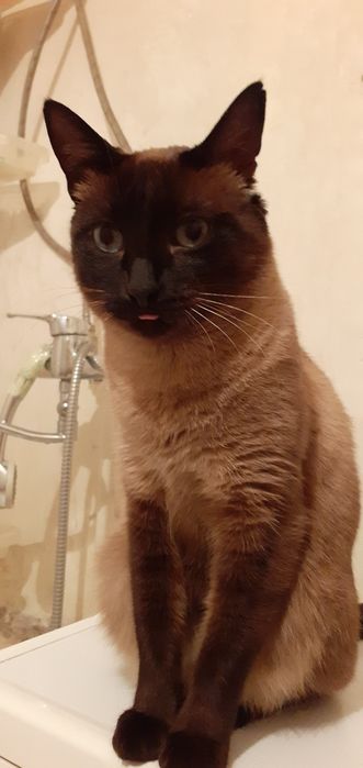 Пропала кошка сиамская