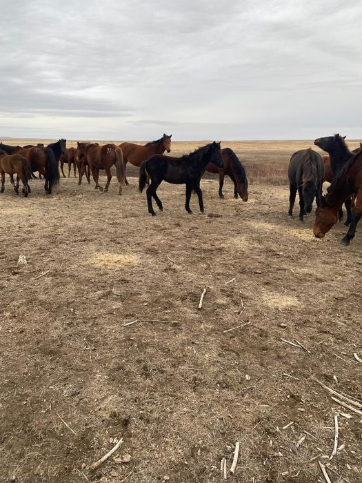 Жабағы сатылады.