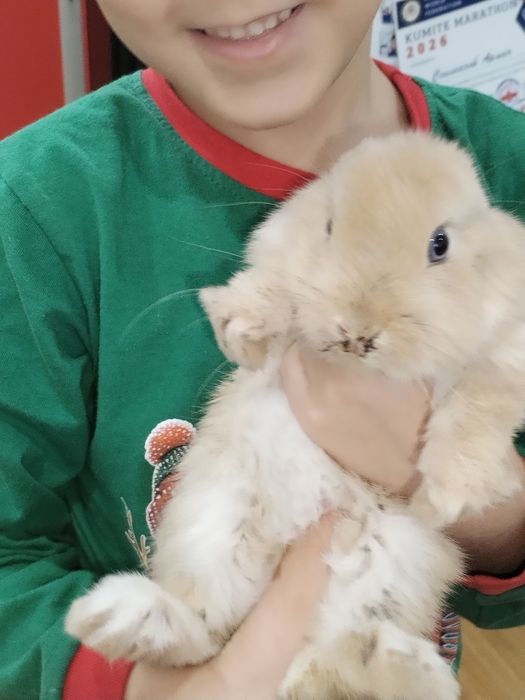 Кролик декоративный