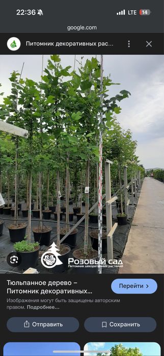 Лола дарахт кучатлари оптом! Саженцы тюльпанного дерева оптом !