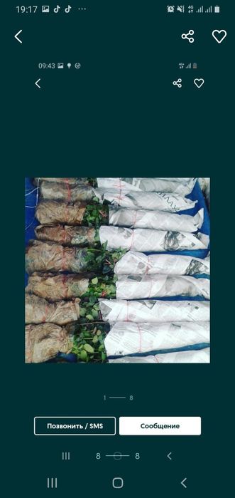 Розый бутонами и корнями