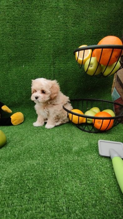 Шикарные щенки мальтипу F 1