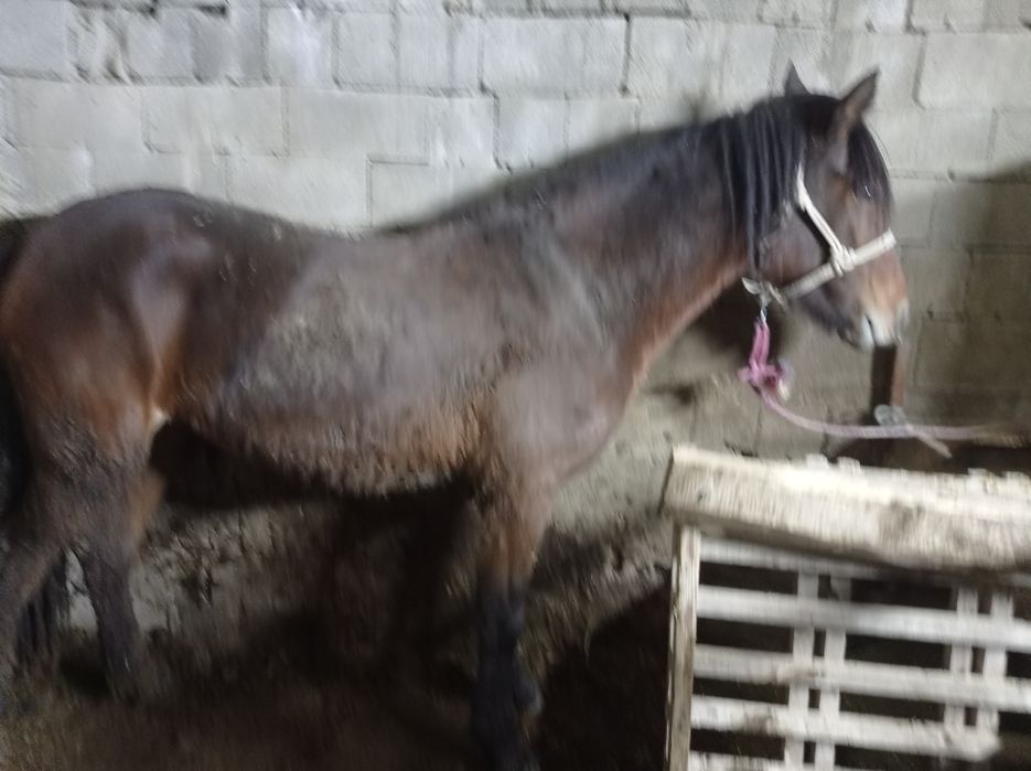 Продам Лошадь на согым