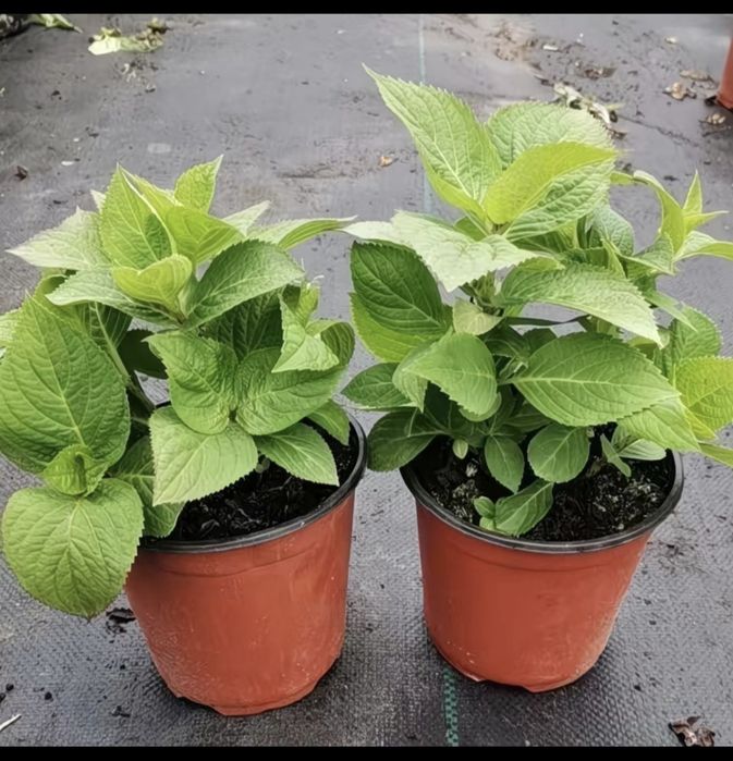 Продам ростки Гортензии, есть 20 видов,