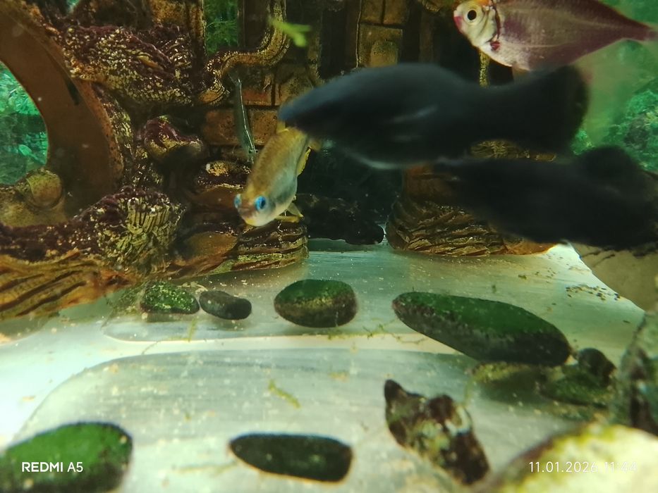 Продам аквариум с рыбками